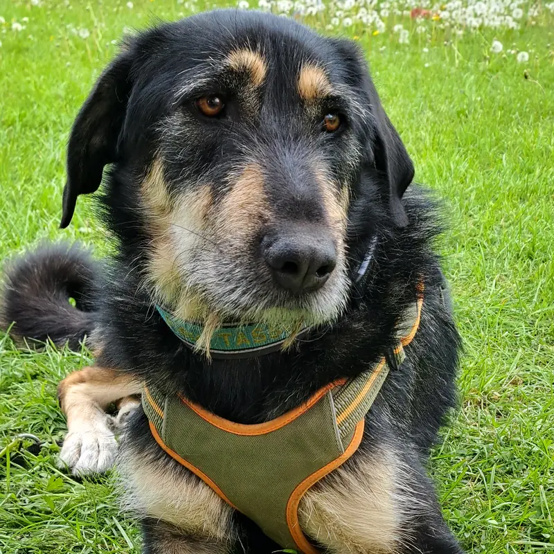 Fleur liegt entspannt im Gras, die Vorderpfoten ausgestreckt
