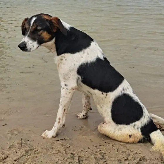 Neige sitzt am Sandstrand und blickt aufs Wasser