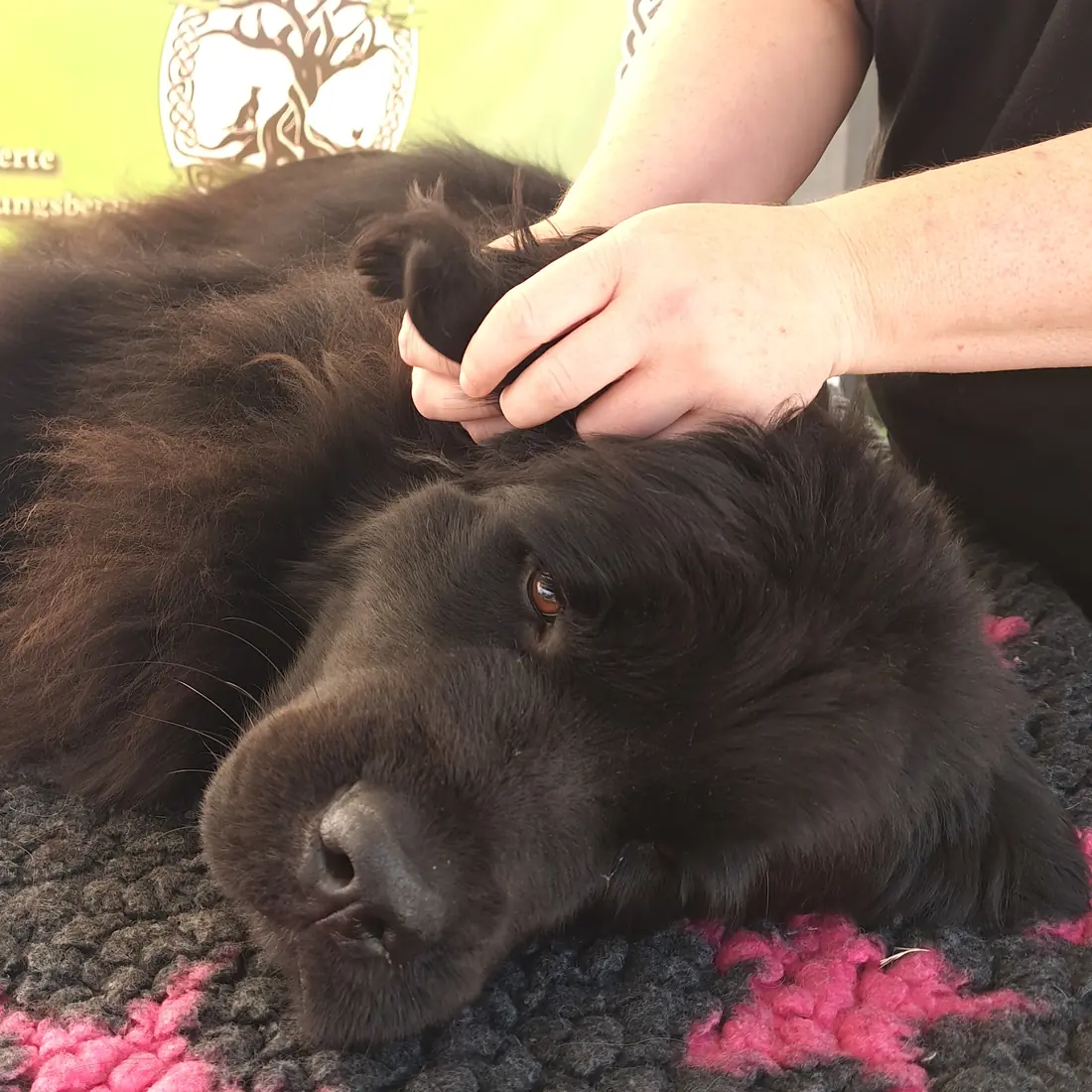 Dias Hände arbeiten am Hals eines großen schwarzen Hundes, der entspannt auf einer Decke liegt