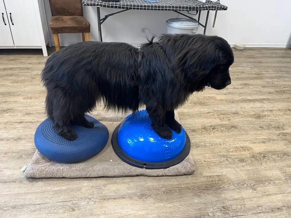 Ein großer schwarzer Hund steht mit den Vorderpfoten auf zwei blauen Balancekissen