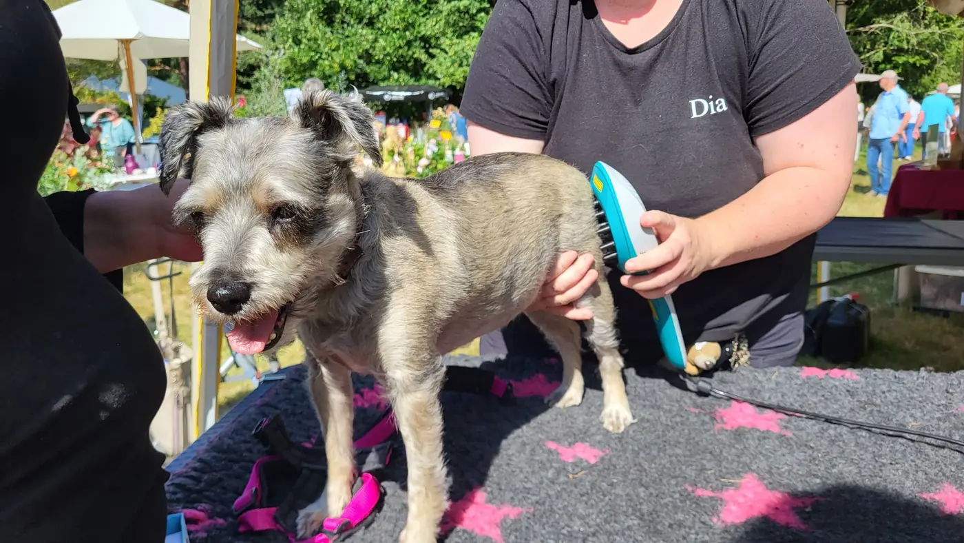 Dia Malik behandelt einen älteren kleinen Hund mit einem Therapiegerät am Rücken