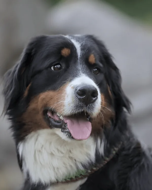 Xary, unser Berner Sennenhund, im Nahporträt mit heraushängender Zunge