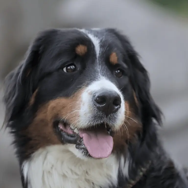 Xary, unser Berner Sennenhund, mit heraushängender Zunge